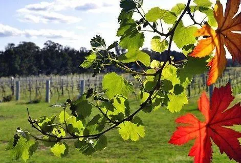 The Vines Motel & Cottages Stanthorpe