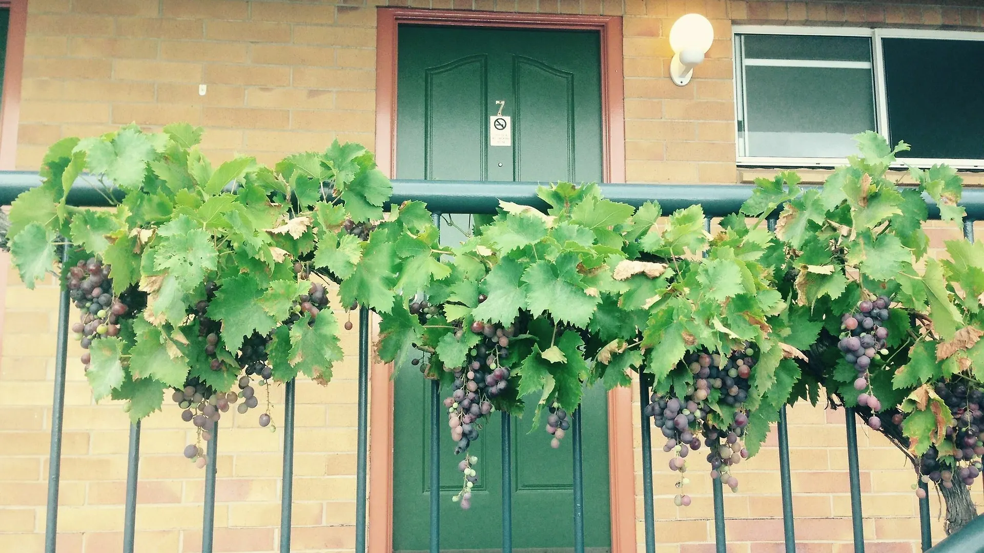 The Vines Motel & Cottages Stanthorpe
